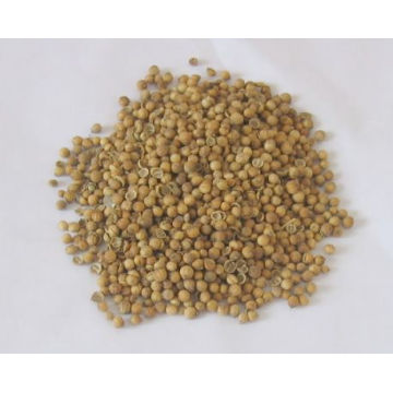 Высокое качество / SGS / HACCP / семена кориандра Globalgap